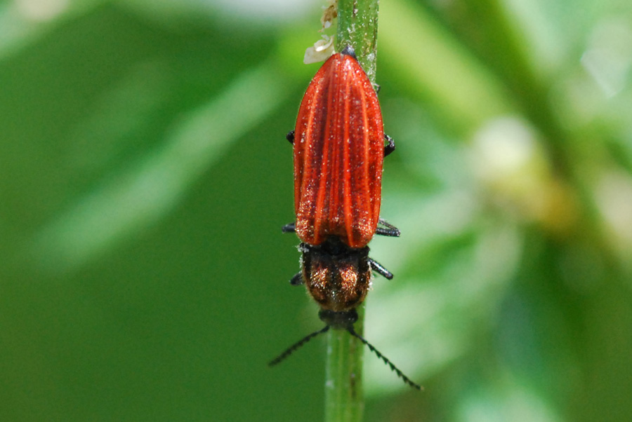 coleottero da identificare: Anostirus sp.